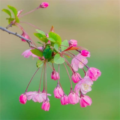 风景花草的微信头像(34张)