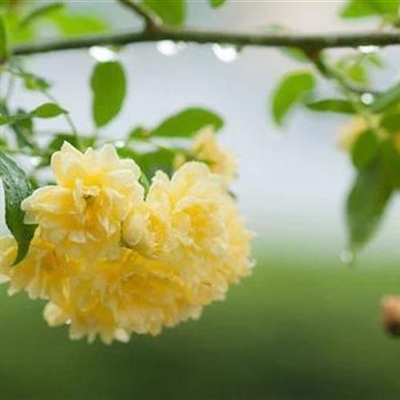 风景花草的微信头像(34张)