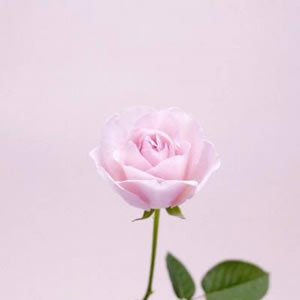 风景花草的微信头像(34张)