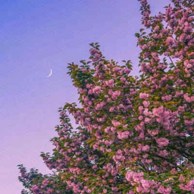 风景花草的微信头像(34张)