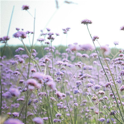 风景花草的微信头像(34张)
