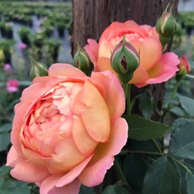 风景花草的微信头像(34张)