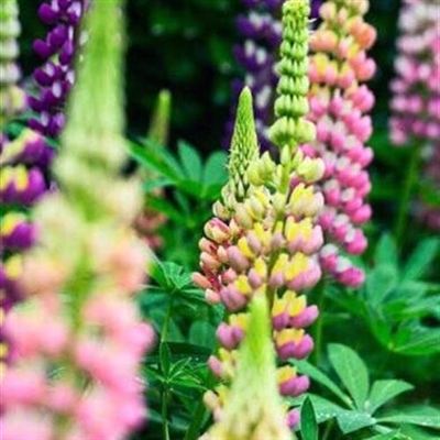 风景花草的微信头像(34张)