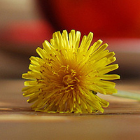 风景花草的微信头像(34张)