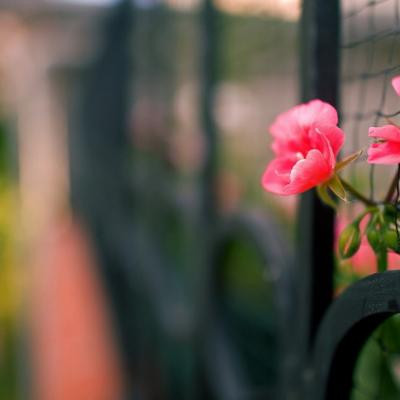 风景带花的好运头像(精选22张)