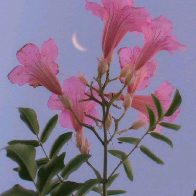 风景带花的好运头像(精选22张)