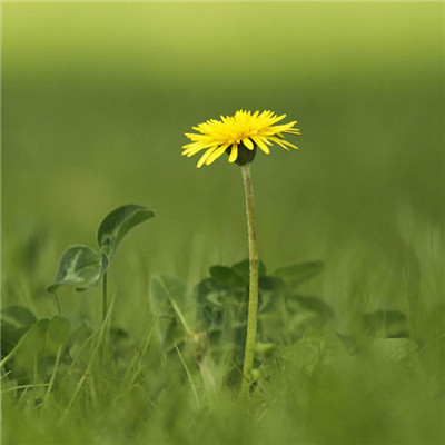 风景带花的好运头像(精选22张)