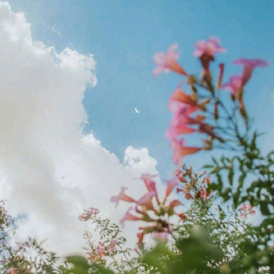 风景带花的好运头像(精选22张)