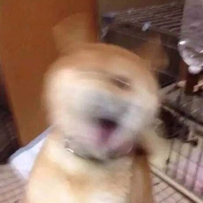 沙雕又好看的头像(精选18张)