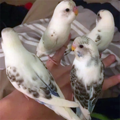 2023笑死人的很火萌宠动物头像合集(18张)