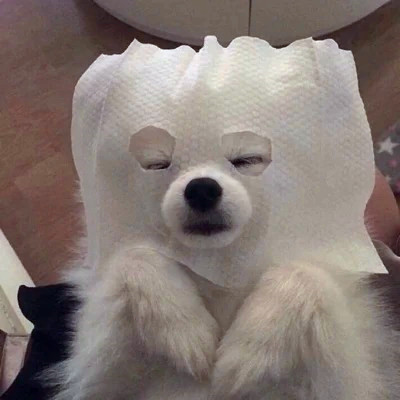 2023笑死人的很火萌宠动物头像合集(18张)