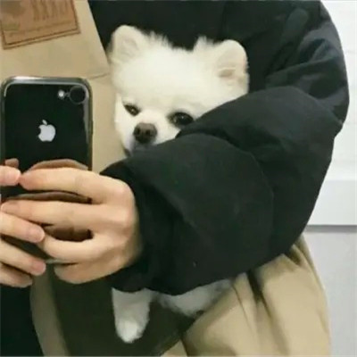 2023笑死人的很火萌宠动物头像合集(18张)