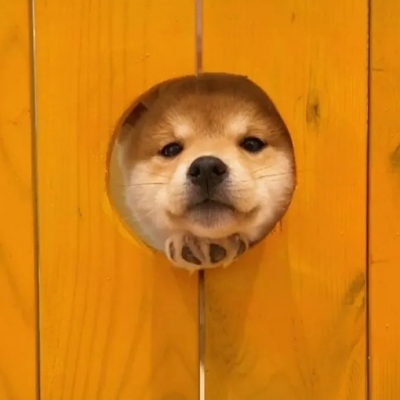 2023笑死人的很火萌宠动物头像合集(18张)