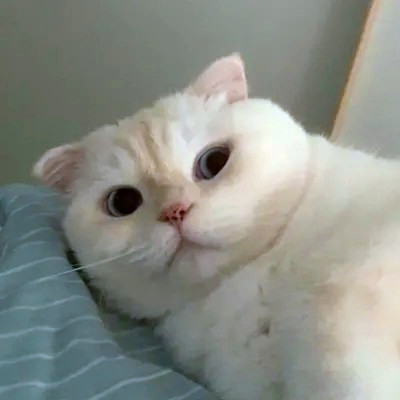 2023笑死人的很火萌宠动物头像合集(18张)