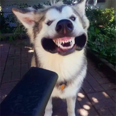 2023笑死人的很火萌宠动物头像合集(18张)