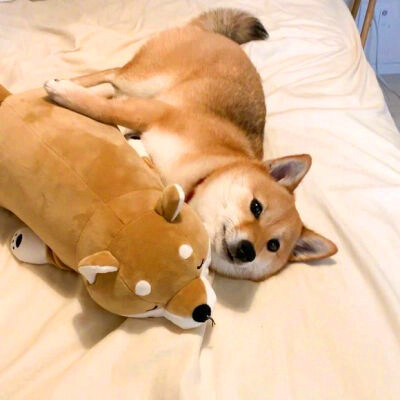 2023笑死人的很火萌宠动物头像合集(18张)