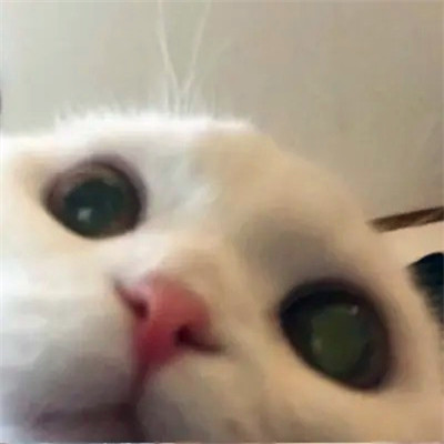 2023笑死人的很火萌宠动物头像合集(18张)