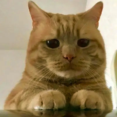 2023笑死人的很火萌宠动物头像合集(18张)