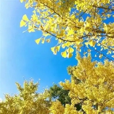 2023能招财带好运的风景头像(共20张)