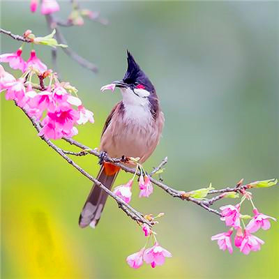 2023年运势好的头像(18张)