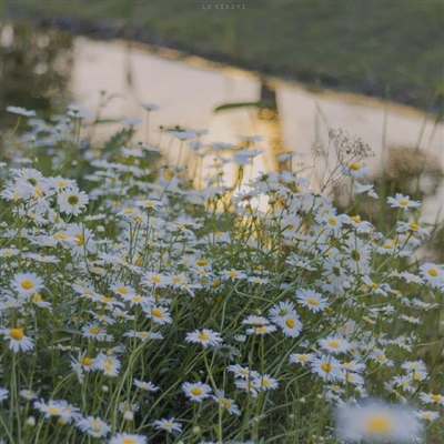 有意境的微信头像高清图片(优选18张)