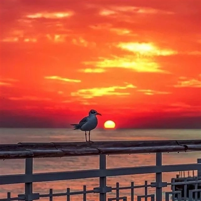 阳光温暖美好的头像(16张)