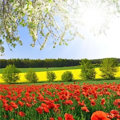 阳光温暖美好的头像(16张)