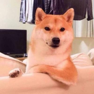 呆萌搞笑的狗狗情侣头像图片(共20张)