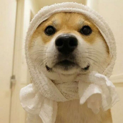 呆萌搞笑的狗狗情侣头像图片(共20张)