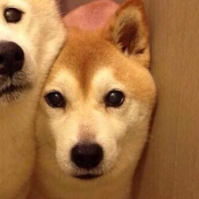 呆萌搞笑的狗狗情侣头像图片(共20张)