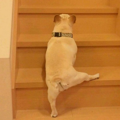 呆萌搞笑的狗狗情侣头像图片(共20张)