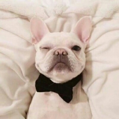 呆萌搞笑的狗狗情侣头像图片(共20张)