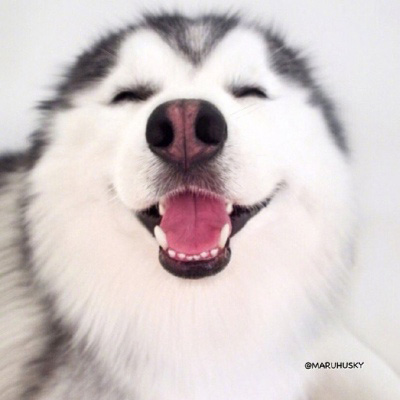 呆萌搞笑的狗狗情侣头像图片(共20张)