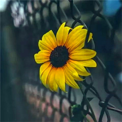 微信头像2023最新风景图片(优选38张)