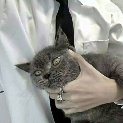 帅气男生抱可爱小动物头像精选图片(精选36张)