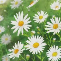 高清清新的干净简单静物头像图片(共20张)