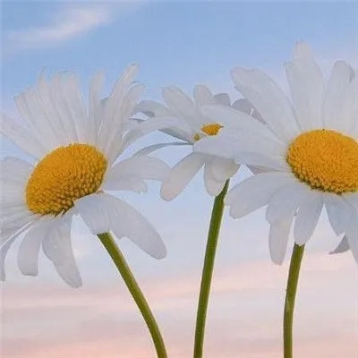 预示着发财和好运的头像(精选40张)