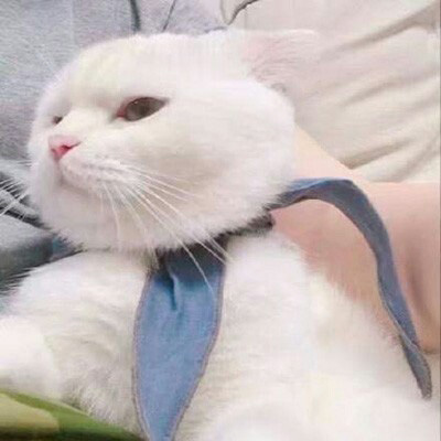 萌死人不偿命的小猫咪头像图片(优选18张)