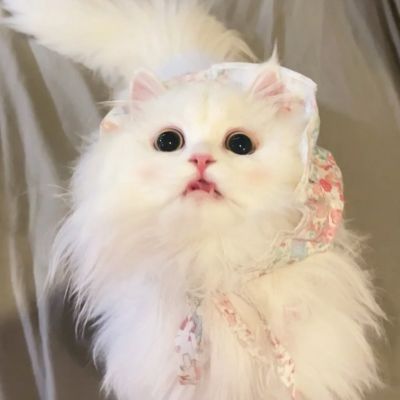 萌死人不偿命的小猫咪头像图片(优选18张)