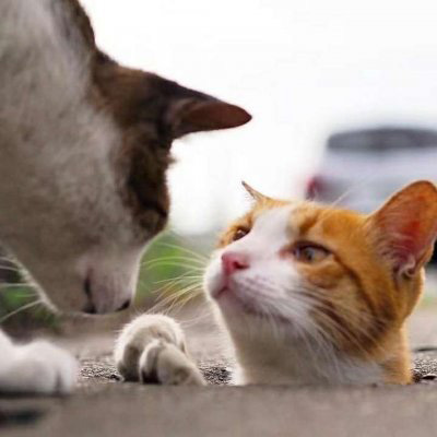 萌死人不偿命的小猫咪头像图片(优选18张)