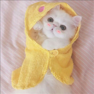 萌死人不偿命的小猫咪头像图片(优选18张)