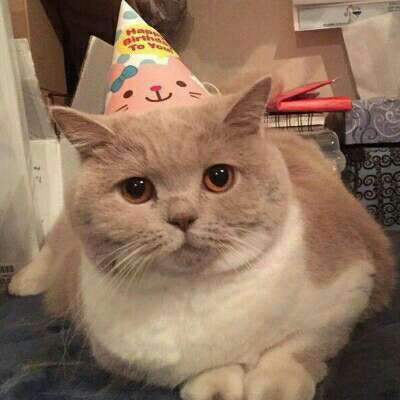 萌死人不偿命的小猫咪头像图片(优选18张)