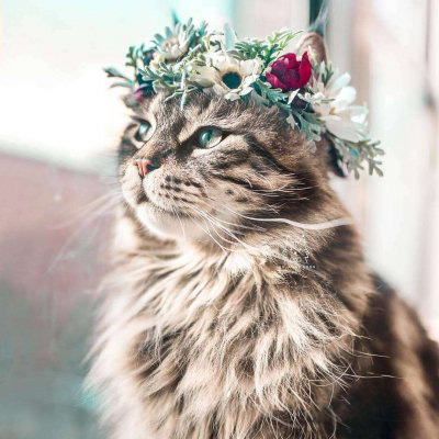 萌死人不偿命的小猫咪头像图片(优选18张)