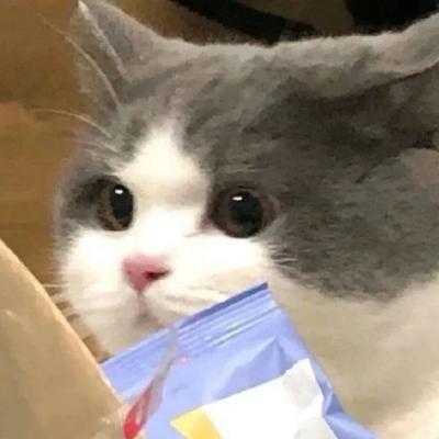 萌死人不偿命的小猫咪头像图片(优选18张)