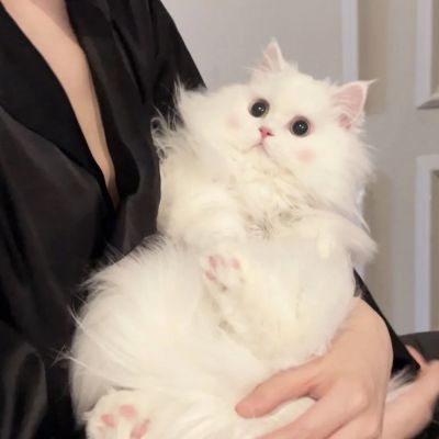 萌死人不偿命的小猫咪头像图片(优选18张)