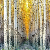 伤感风景头像微信头像(优选38张)