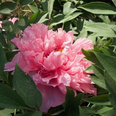 45岁女人用的微信头像牡丹花(精选22张)