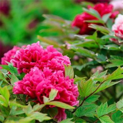 45岁女人用的微信头像牡丹花(精选22张)