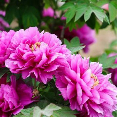 45岁女人用的微信头像牡丹花(精选22张)