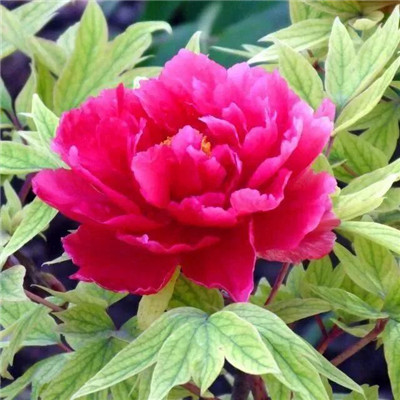 45岁女人用的微信头像牡丹花(精选22张)